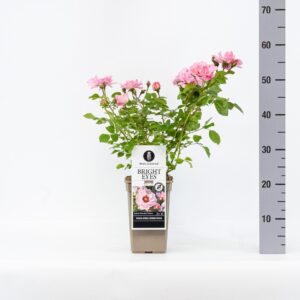 Rosa other (Persica) Bright Eyes C3
(6 Plants/Order)(17cmP 35cmH)