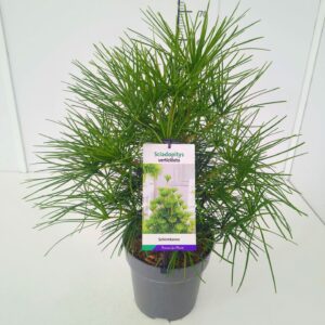 Sciadopitys verticillata BüC5
(1 Plants/Order)(23cmP 40cmH)