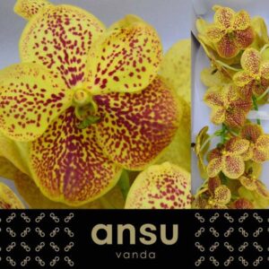 Vanda Sunanda Banana Spots Vanda Banana Spots
(16 Plants/Order)(cmP 30cmH)