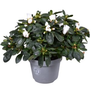 Rhododendron White Vogel Azalea 13cm
(6 Plants/Order)(13cmP 27cmH)