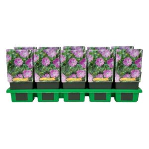 Geranium sanguineum Max Frei
(10 Plants/Order)(11cmP 25cmH)