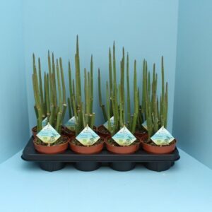 Ceropegia woodii ssp. woodii Bio dichotoma 630-CEROP13
(8 Plants/Order)(13cmP 65cmH)