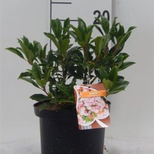 Kalmia latifolia Ostbo Red'
(1 Plants/Order)(21cmP 25cmH)