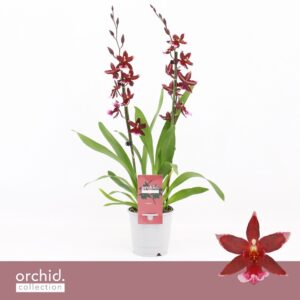 Cambria Barrocco Red Barrocco Red, 2-spike 65+ cm 'Orchid Collection'
(10 Plants/Order)(12cmP 65cmH)