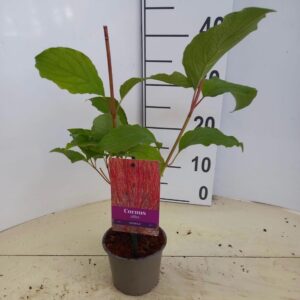 Cornus alba Sibirica
(10 Plants/Order)(12cmP 35cmH)