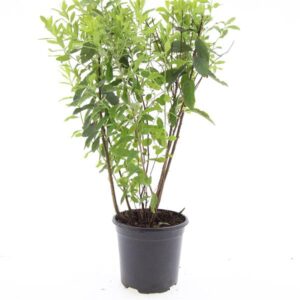 Spiraea billardii
(8 Plants/Order)(14cmP 10cmH)