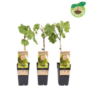 Vitis Vroege From der Laan vinifera P15
(10 Plants/Order)(15cmP 50cmH)
