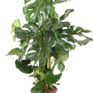 Monstera deliciosa
(1 Plants/Order)(27cmP 130cmH)