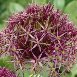 Droge Bulbs Allium Ball Christophii x5 12/14
(10 Plants/Order)(5cmP 20cmH)