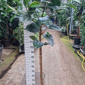Ficus Elastica Robusta stam 200
(1 Plants/Order)(30cmP 180cmH)