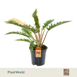 Philodendron Ring of Fire narrow
(5 Plants/Order)(19cmP 50cmH)