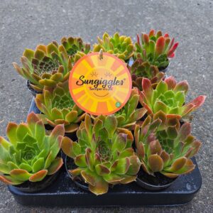 Sempervivum Sempervivum Sungiggles ® P7
(12 Plants/Order)(7cmP 12cmH)