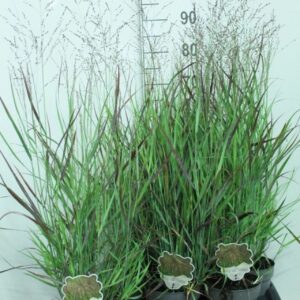 Panicum virgatum Blood Brothers P17
(6 Plants/Order)(17cmP 100cmH)