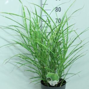 Miscanthus sinensis Zebrinus
(1 Plants/Order)(23cmP 90cmH)