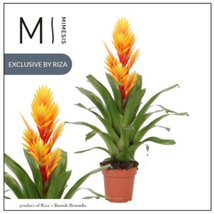 Vriesea Intenso Flame Orange 12cm Mimesis
(10 Plants/Order)(12cmP 48cmH)