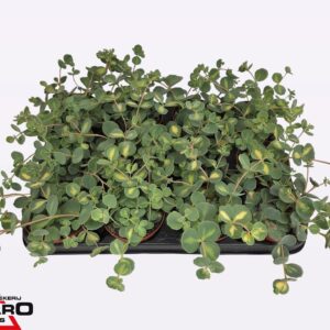 Sedum sieboldii Mediovariegatum P8,5
(12 Plants/Order)(8.5cmP 14cmH)
