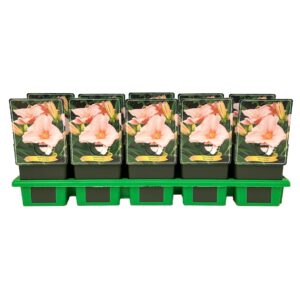 Hemerocallis On and On'' P11
(10 Plants/Order)(11cmP 25cmH)