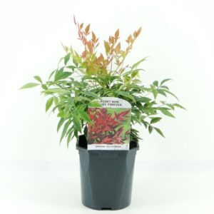 Nandina domestica Gulfstream
(6 Plants/Order)(17cmP 25cmH)