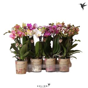 Phalaenopsis Multiflora mix 2 spike 30 cm
(12 Plants/Order)(9cmP 30cmH)