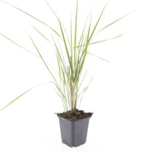 Calamagrostis x Karl Foerster acut.
(12 Plants/Order)(9cmP 5cmH)