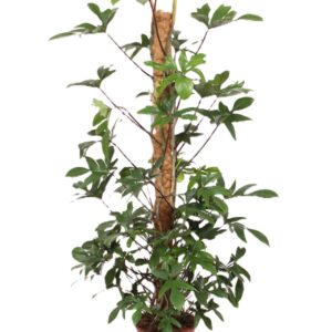Philodendron pedatum
(1 Plants/Order)(27cmP 170cmH)