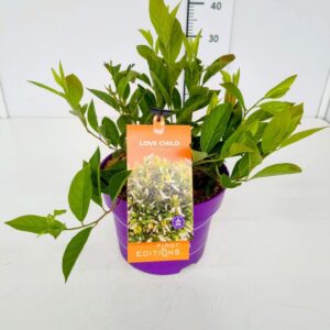 Itea virginica Love Child' 40-50C5
(1 Plants/Order)(23cmP 60cmH)