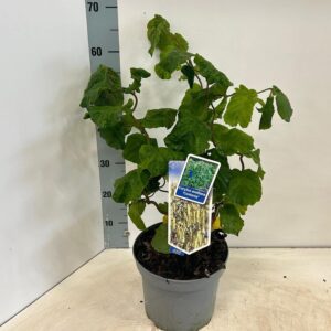 Corylus avellana Contorta
(1 Plants/Order)(23cmP 60cmH)