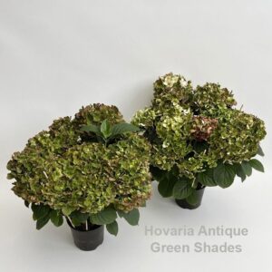 Hydrangea Hovaria Antique Green 6-8 flowers
(6 Plants/Order)(14cmP 45cmH)