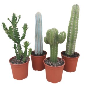 Cactus mix opgaand 27 cm
(2 Plants/Order)(27cmP 70cmH)