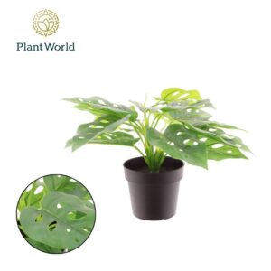 Huis and Tuindecoratie Kunstplant H% Artificial Monstera
(12 Plants/Order)(9cmP 20cmH)