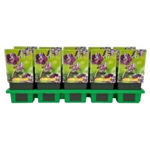 Geranium Raven' P11
(10 Plants/Order)(11cmP 25cmH)