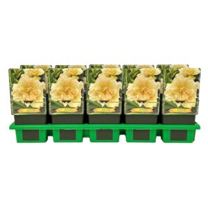 Hemerocallis Schnickel Fritz' P11
(10 Plants/Order)(11cmP 25cmH)
