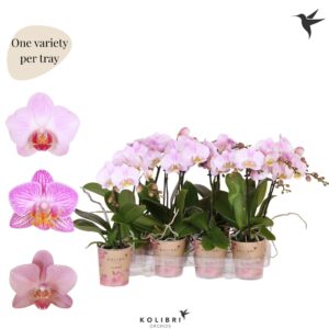 Phalaenopsis Multiflora Pink 1 spike
(12 Plants/Order)(9cmP 40cmH)