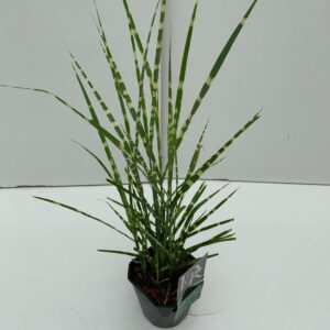 Miscanthus sinensis Strictus
(6 Plants/Order)(17cmP 30cmH)