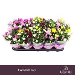 Chrysanthemum Carnaval mix
(10 Plants/Order)(12cmP 26cmH)