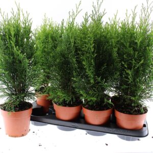 Thuja Smaragd
(8 Plants/Order)(13cmP 45cmH)