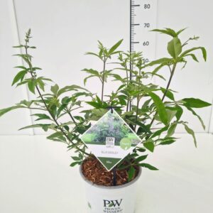 Vitex agnus-castus a.c. 'Blue Diddley' C5
(1 Plants/Order)(23cmP 50cmH)