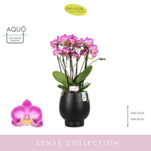 Phalaenopsis Multiflora Bellissimo Caro in Abruzzo Black Aquo
(3 Plants/Order)(15cmP 50cmH)