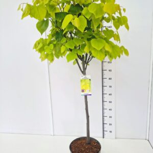 Cercis canadensis Hearts of Gold' 100CMSTC12
(1 Plants/Order)(30cmP 120cmH)