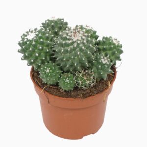 Mammillaria polythele 'Toluca' 10,5 cm
(10 Plants/Order)(10.5cmP 15cmH)