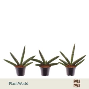 Sansevieria Skyline
(16 Plants/Order)(7cmP 15cmH)