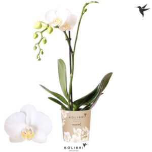 Phalaenopsis Multiflora Amabilis 1 spike
(12 Plants/Order)(9cmP 40cmH)