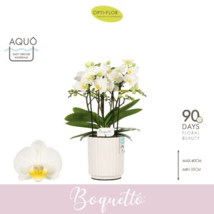 Phalaenopsis Multiflora Boquetto Innocent 3-5 spike in Molise White Aquo
(6 Plants/Order)(12cmP 35cmH)
