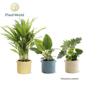 Indoor plants Groenmix Corfu 14 cm in Pot Charlotte
(6 Plants/Order)(14cmP 35cmH)