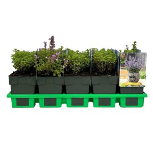 Nepeta Purrsian Blue' PBR P11
(10 Plants/Order)(11cmP 25cmH)