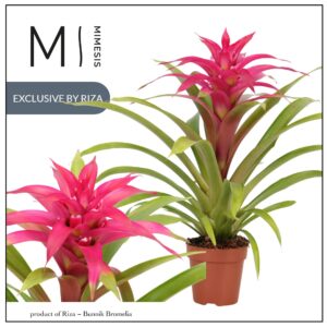 Guzmania Deseo Pink 12cm Mimesis
(10 Plants/Order)(12cmP 42cmH)