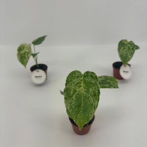 Monstera Monstera Delici. Bulbasaur
(20 Plants/Order)(6cmP 12cmH)