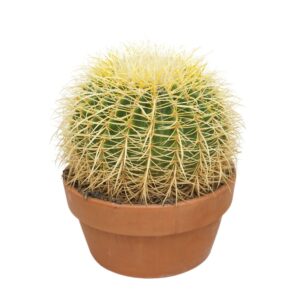 Echinocactus grusonii
(1 Plants/Order)(32cmP 35cmH)