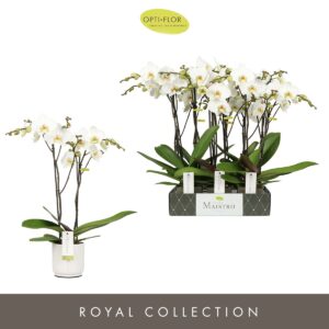 Phalaenopsis white more Ripsen Maistro Beethoven 2 spike 50 cm in Lazio White
(6 Plants/Order)(12cmP 50cmH)