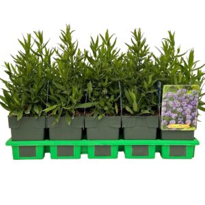 Aster Prof. Anton Kipp Dumosus P11
(10 Plants/Order)(11cmP 25cmH)